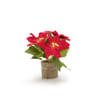 STT LED Poinsettia 24 15LED ww, 15x24cm, exkl. 3xAAA, Timer 6/18