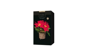 1920316_2 - Mediatech STT LED Poinsettia 24 15LED ww, 15x24cm, exkl. 3xAAA, Timer 6/18