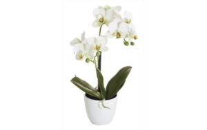 Botanic-Haus Phalenopsis Topf, 2 Rispen 40 cm, H: 9 cm, D: 10 cm, Polyester