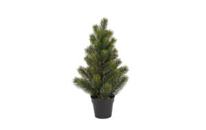 Botanic-Haus Tannenbaum im Topf H: 41 cm kaufen Schweiz | Mediatech.ch