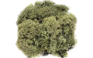 Glorex Islandmoos 50g Dunkelgrün