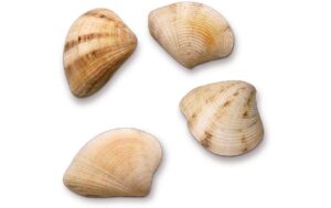 Hobbyfun Streuteile Muscheln 50 gr