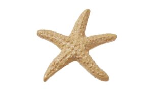 Hobbyfun 3D-Sticker Seestern 4.5 cm, 6 Stück, mit Klebepunkten