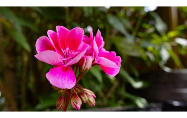 Sigma 18-50mm f / 2.8 DC DN Canon RF CH-Garantie