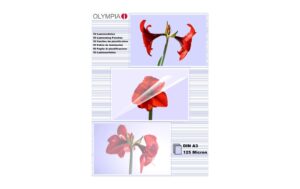 Olympia Laminierfolien DIN A3 125 Micron, Inhalt: 50 Stück kaufen Schweiz | Mediatech.ch
