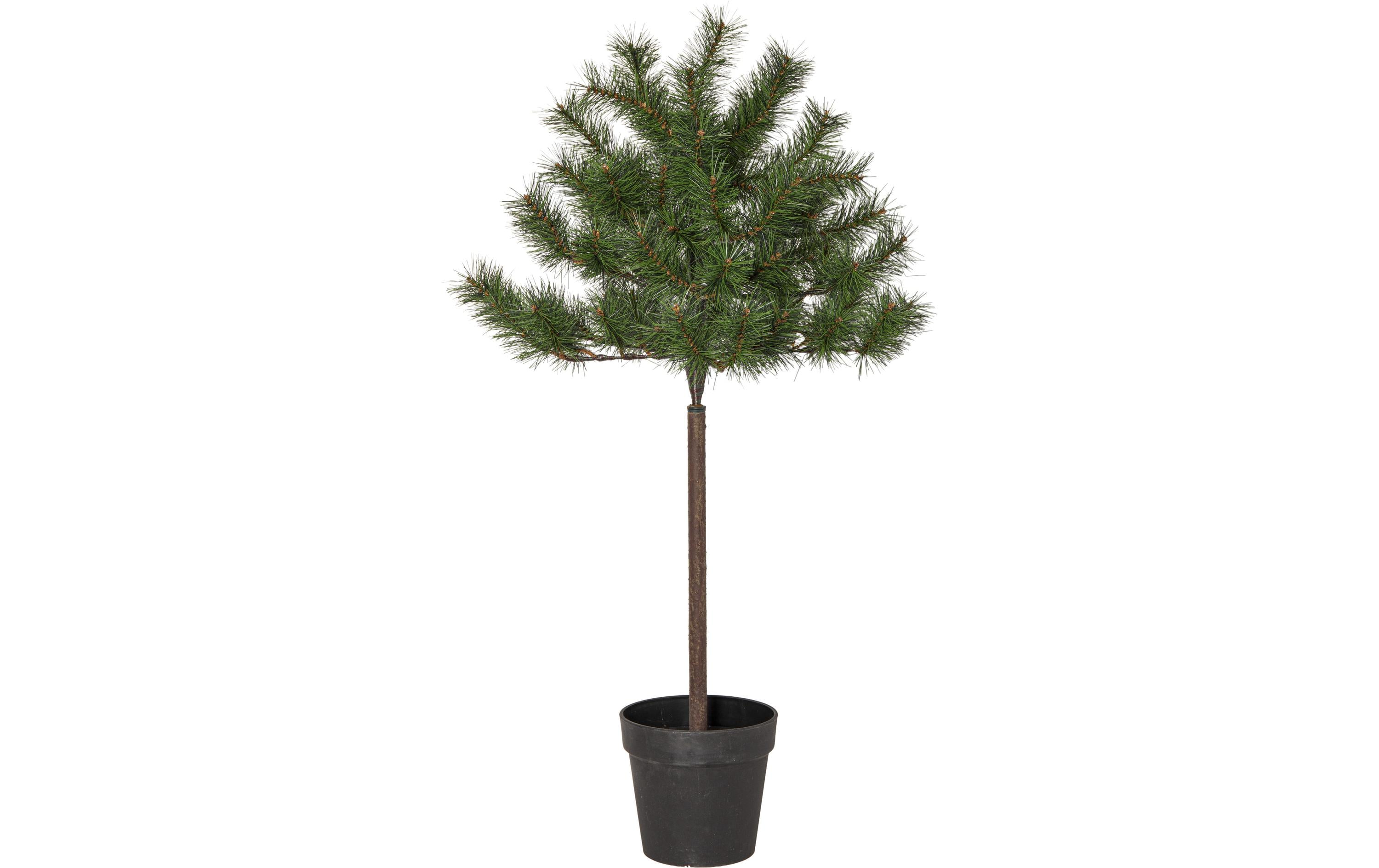 Star Trading Weihnachtsbaum Tallis Indoor, Grün, 100cm kaufen | Mediatech.ch