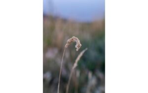 1450002_6 - Mediatech atx-m 56mm f/1.4 Plus Sony E-Mount