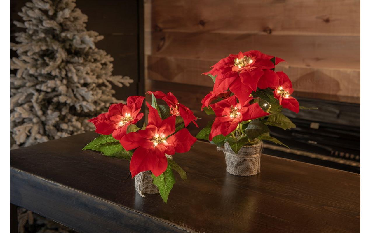 1920316_1 - Mediatech STT LED Poinsettia 24 15LED ww, 15x24cm, exkl. 3xAAA, Timer 6/18